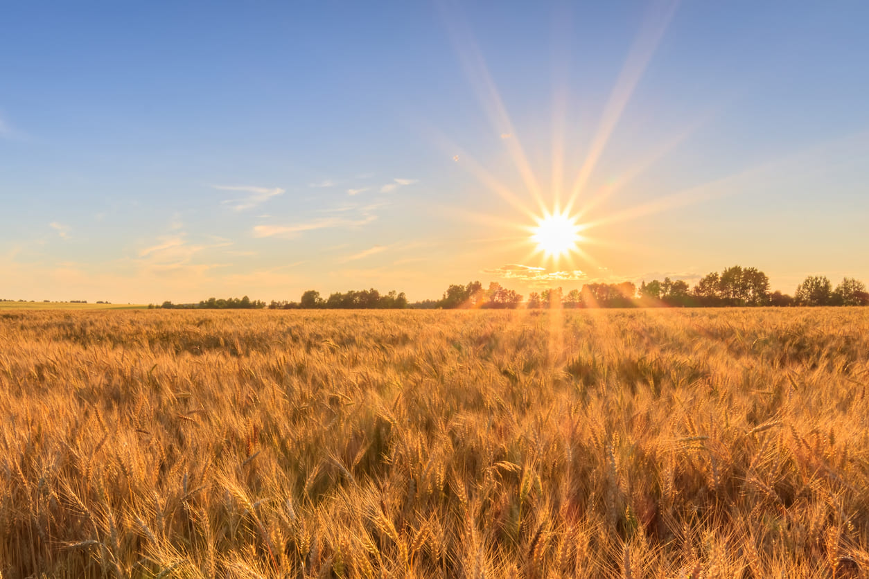 A stunning sunrise in summer, with the golden sun rising above the horizon.