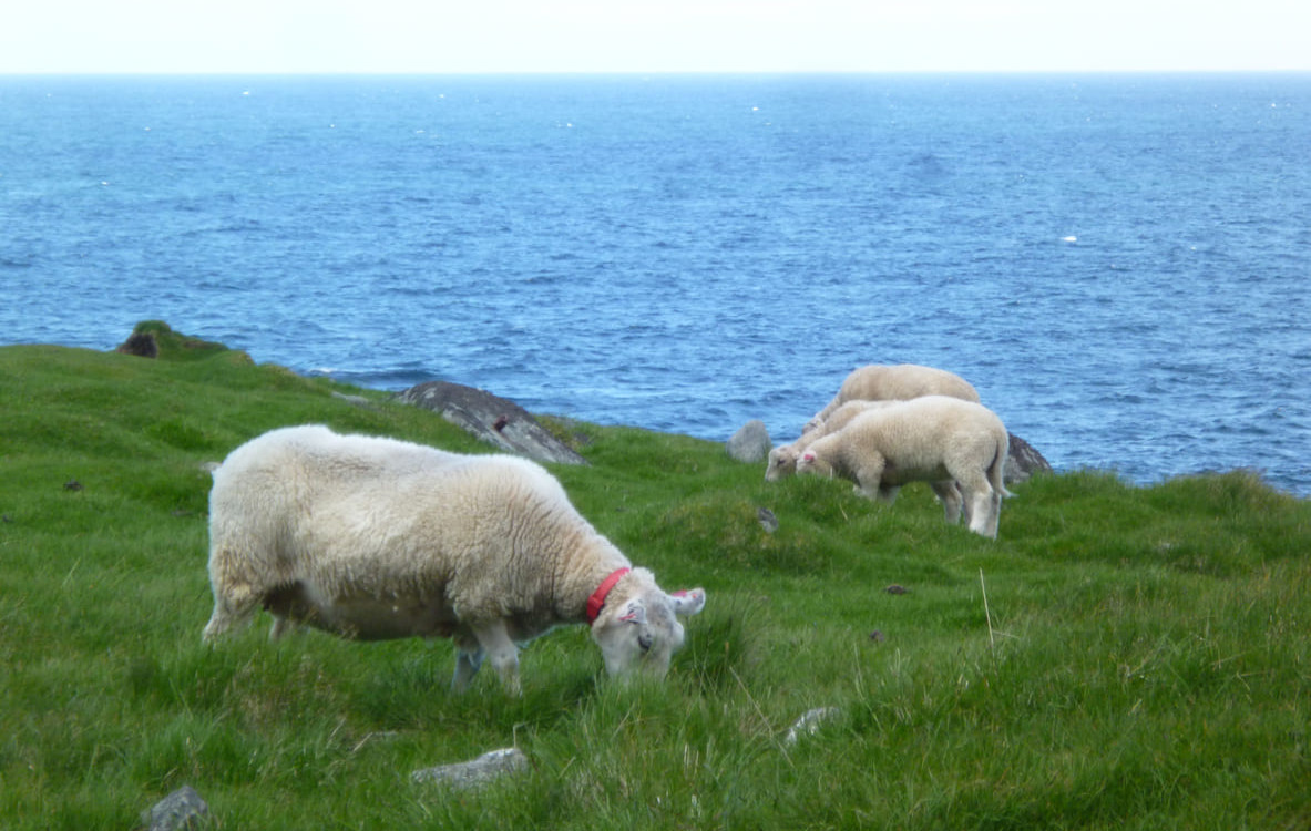 A group of sheep grazing on lush green grass near the ocean, with a peaceful and natural coastal backdrop.