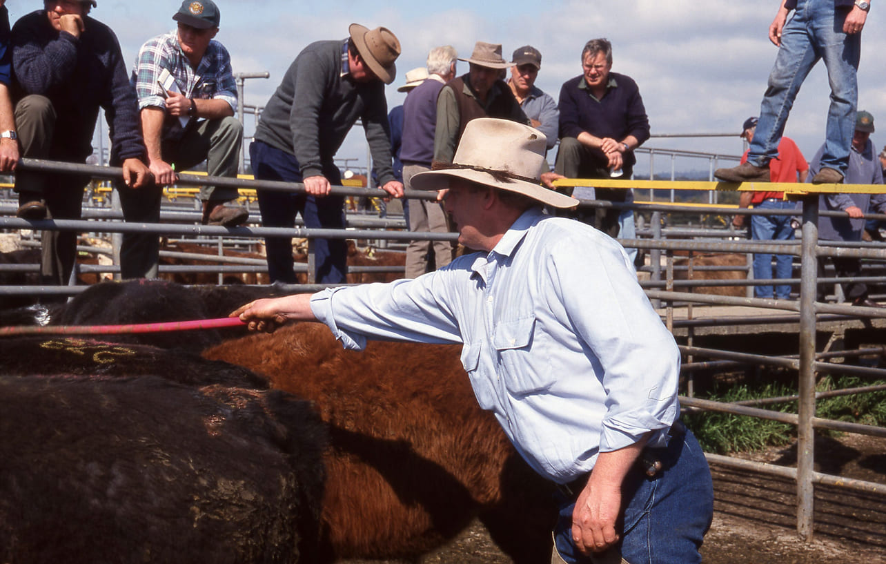A farmer presents cattle as curious visitors gather around the pens, capturing a lively moment from the Royal Hobart Show's rural showcase.