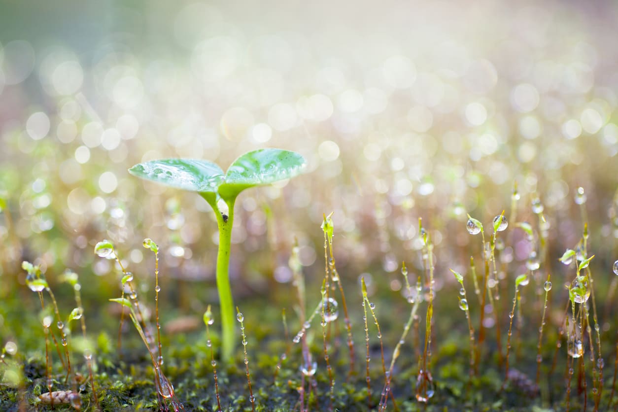 A delicate green sprout emerges from the moist earth, surrounded by dewdrops, capturing the essence of growth and renewal.