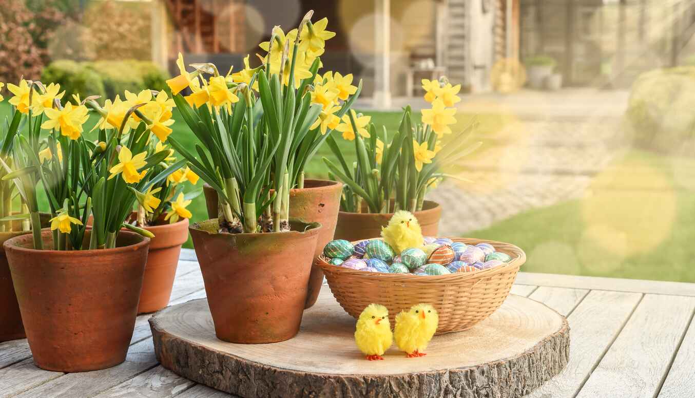 A festive outdoor Easter arrangement featuring potted daffodils, a basket of colorful eggs, and fluffy yellow chicks on a wooden table.