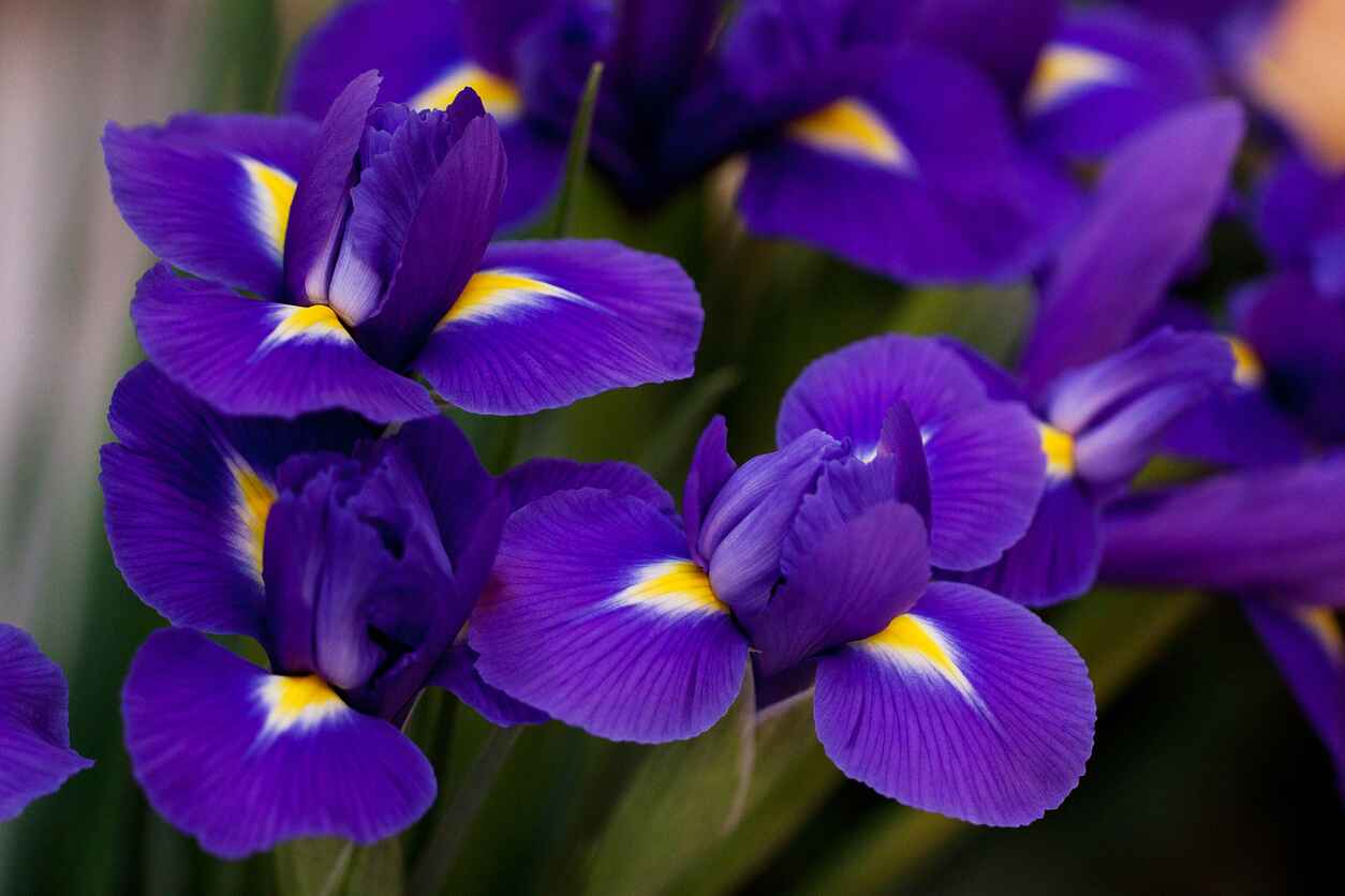 A vivid close-up of purple iris flowers with yellow accents, the emblem of the Brussels-Capital Region, symbolizing its heritage and identity.