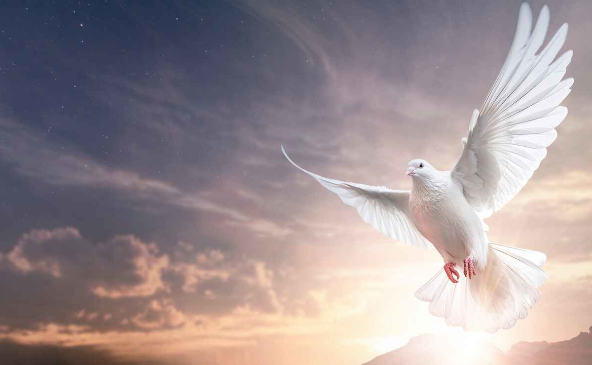 A majestic white dove flies gracefully against a serene sky at sunrise, symbolizing peace, purity, and the Holy Spirit.