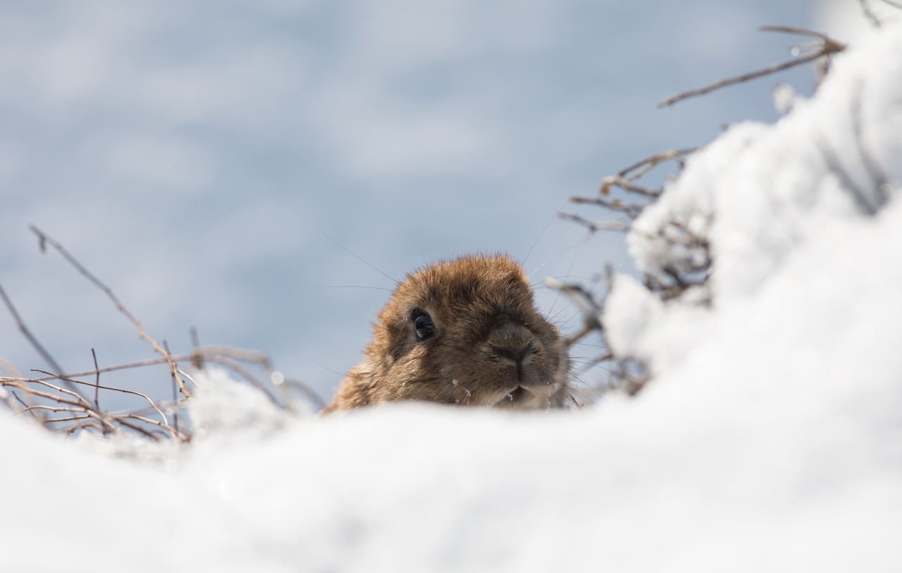 A groundhog peeks out from the snowy landscape, symbolizing the anticipation of Groundhog Day and its weather prediction tradition.
