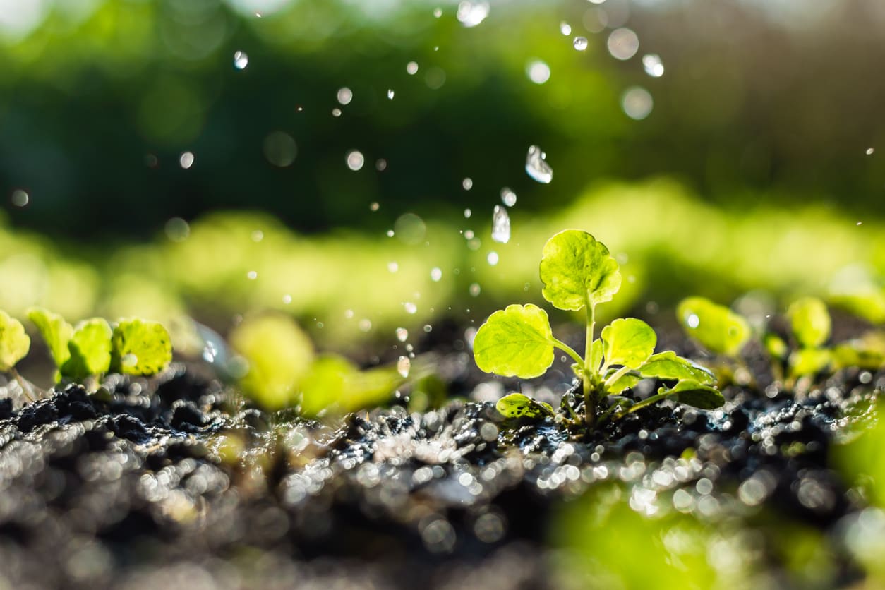 Raindrops falling on young plants, symbolizing the Shemini Atzeret prayer for rain and the hope for divine blessings and renewal.