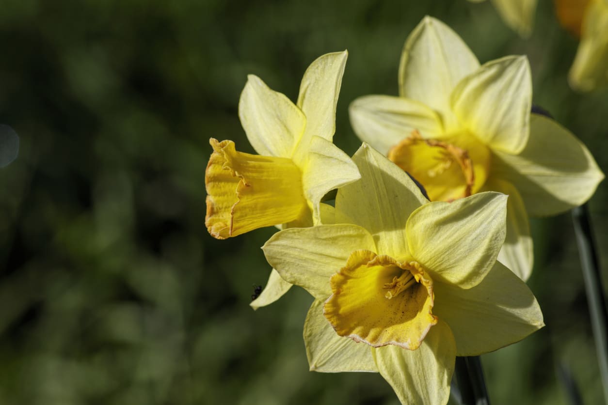 A close-up of vibrant yellow daffodils, a national symbol of Wales, traditionally worn and displayed on St. David's Day.