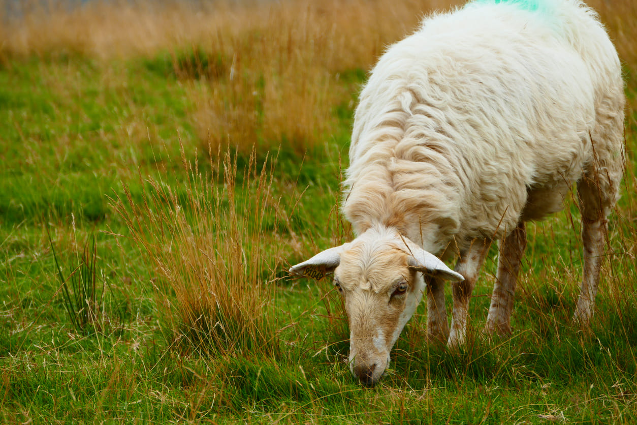 A lone sheep grazes in a quiet, grassy field, reflecting the calm before the sacred sacrifice of Eid al-Adha.