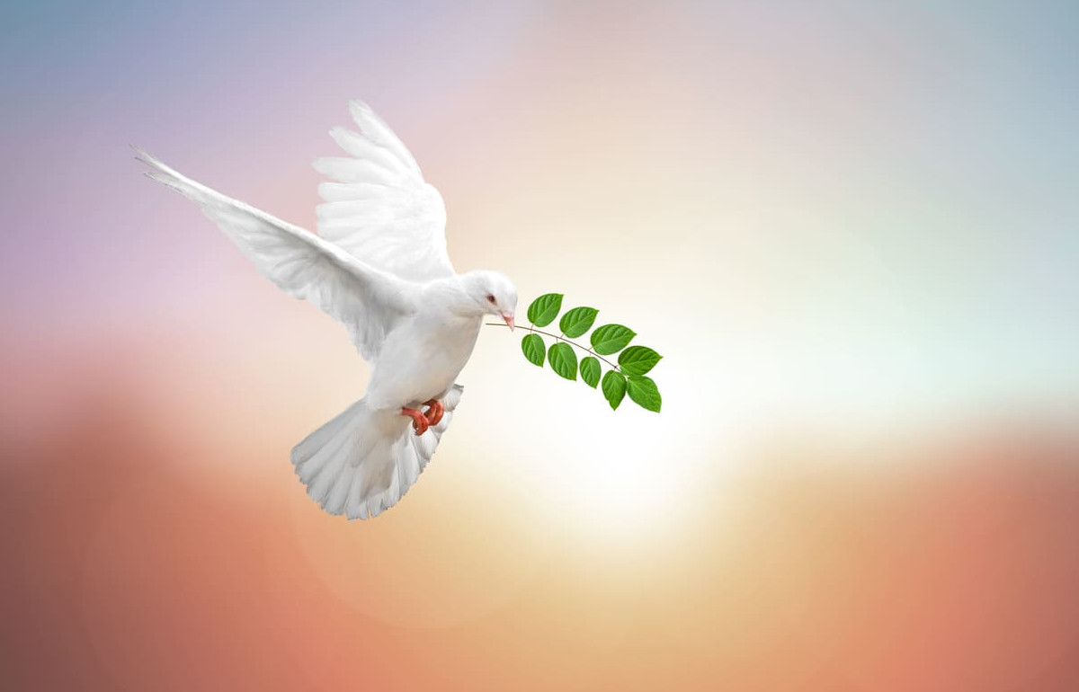 A white dove in flight holding a green branch, symbolizing the Holy Spirit, peace, and spiritual renewal.