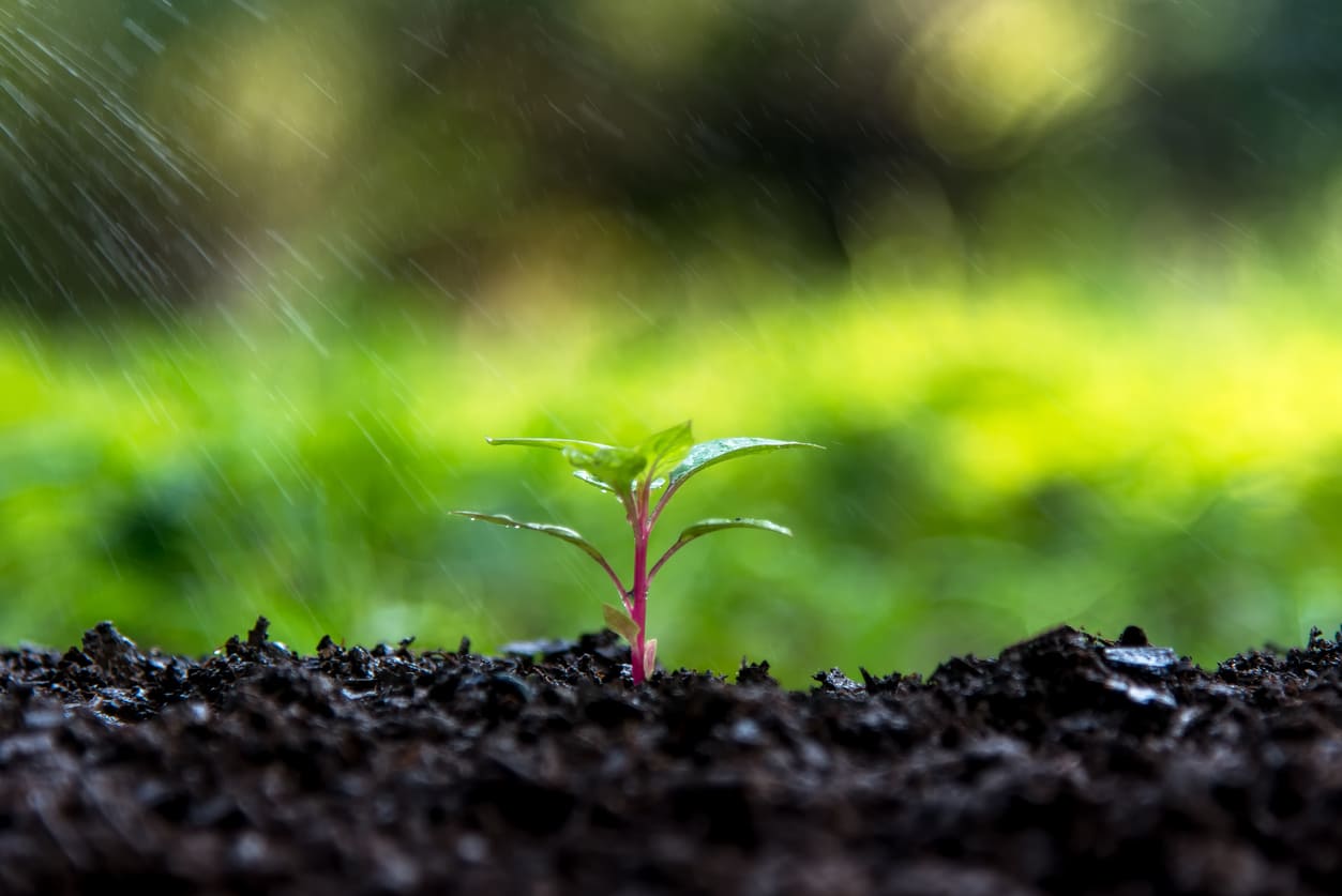 A young plant sprouting in fresh soil under gentle rainfall, symbolizing growth, renewal, and sustenance.