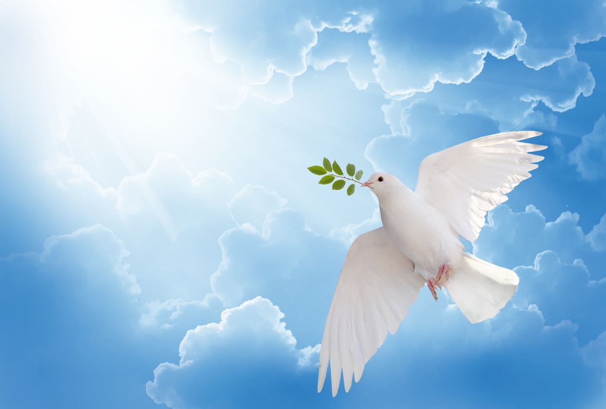 A white dove carrying an olive branch flies gracefully against a bright, cloud-filled sky, symbolizing peace and hope.
