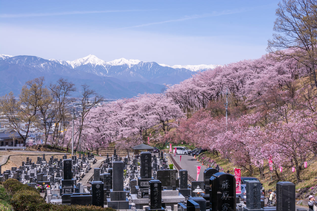 A hillside cemetery is surrounded by blooming cherry blossoms, with snow-capped mountains in the distance and a calm spring sky overhead.