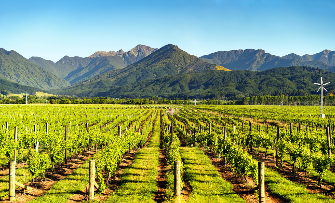 Rows of vibrant vineyards stretch toward the foothills of Marlborough's scenic mountains under a clear blue sky.