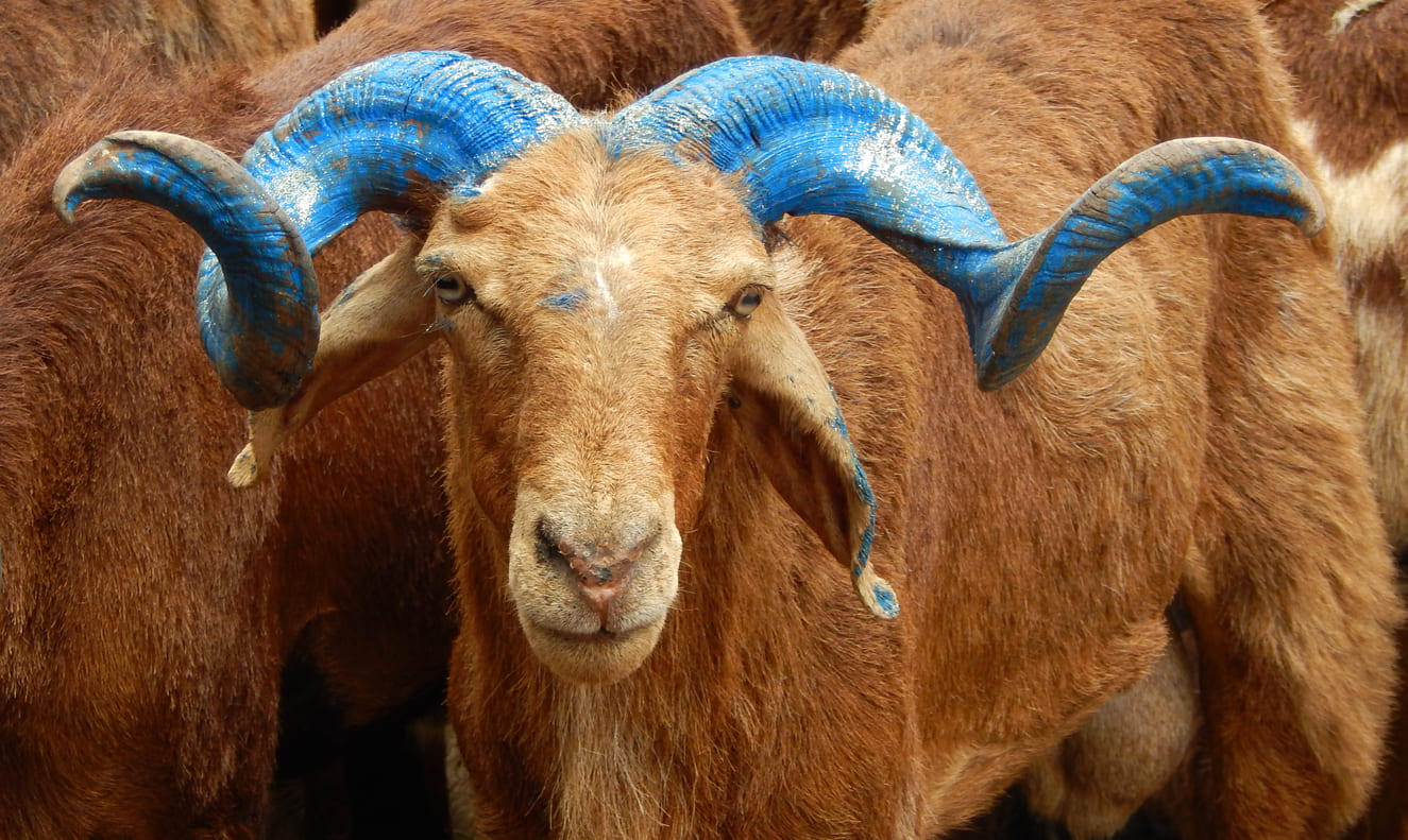 A ram standing on green grass, representing the traditional sacrifice and spirit of devotion central to Eid'l Adha.