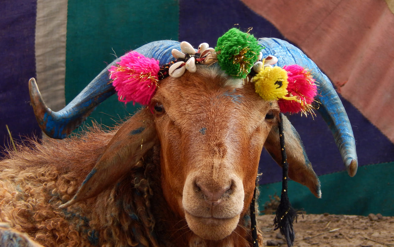 A close-up of a sheep adorned with colorful decorations, prepared for the Qurbani ritual during Eid al-Adha.