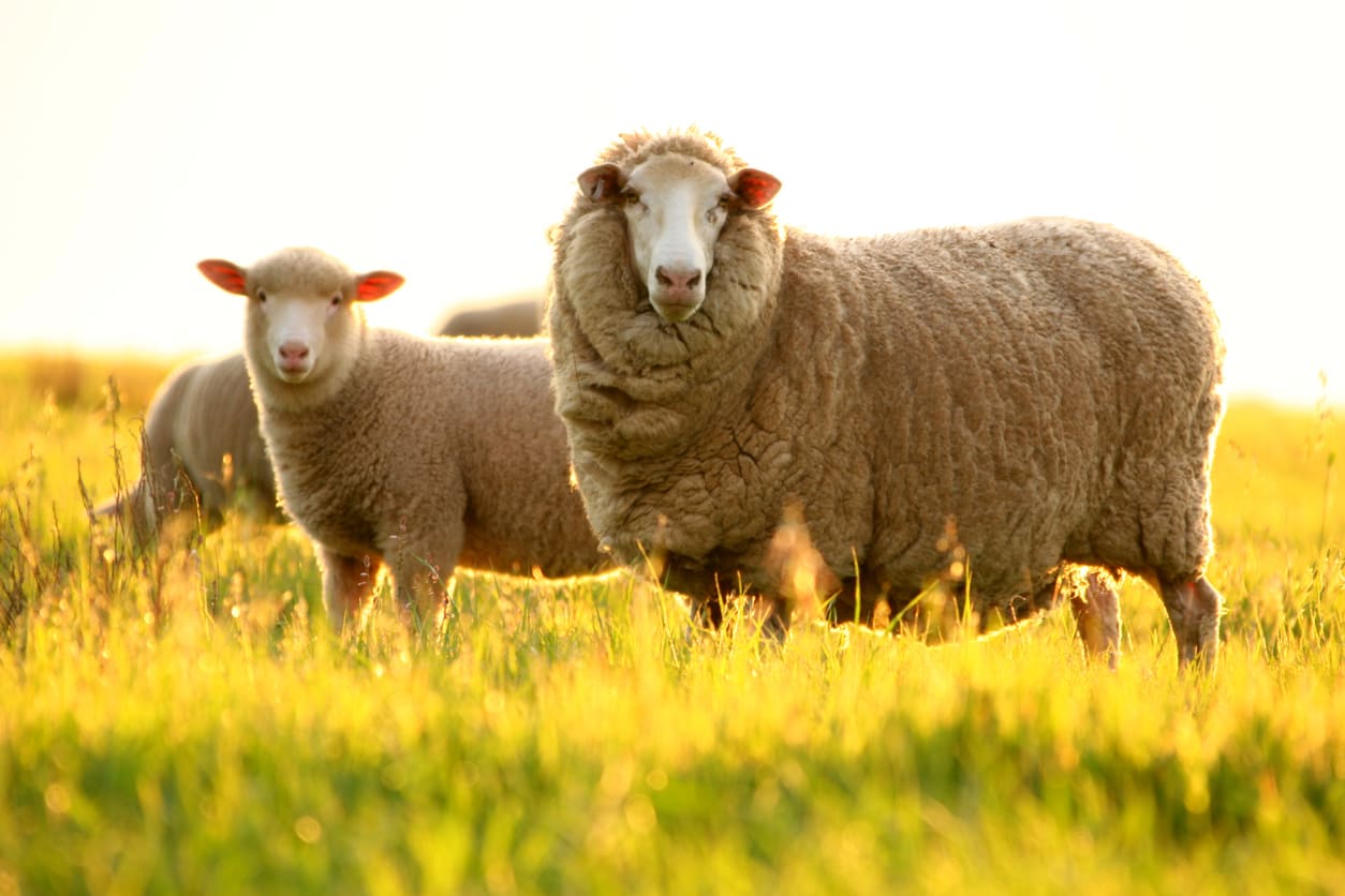 Two sheep standing in a sunlit, grassy field, capturing the calm and symbolic essence of Hari Raya Haji.