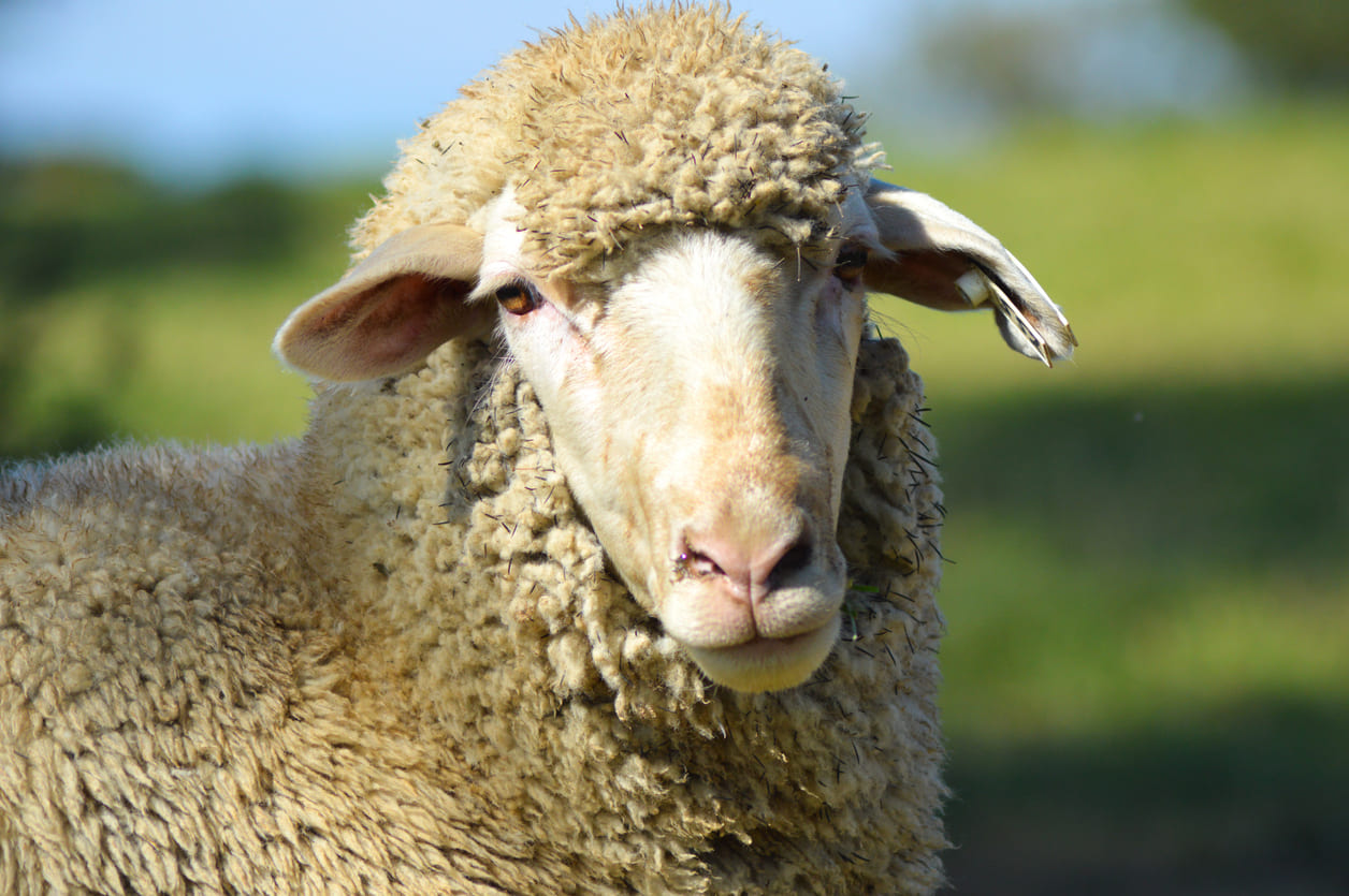Close-up of a sheep in a sunlit field, representing the symbolic sacrifice of Eid al-Adha.