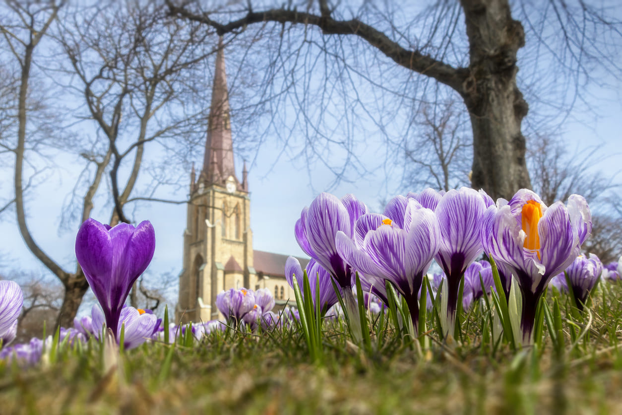 A close-up of blooming purple crocuses in front of a church, with bare trees in the background, capturing the calm and hopeful mood of Holy Saturday in Sweden.
